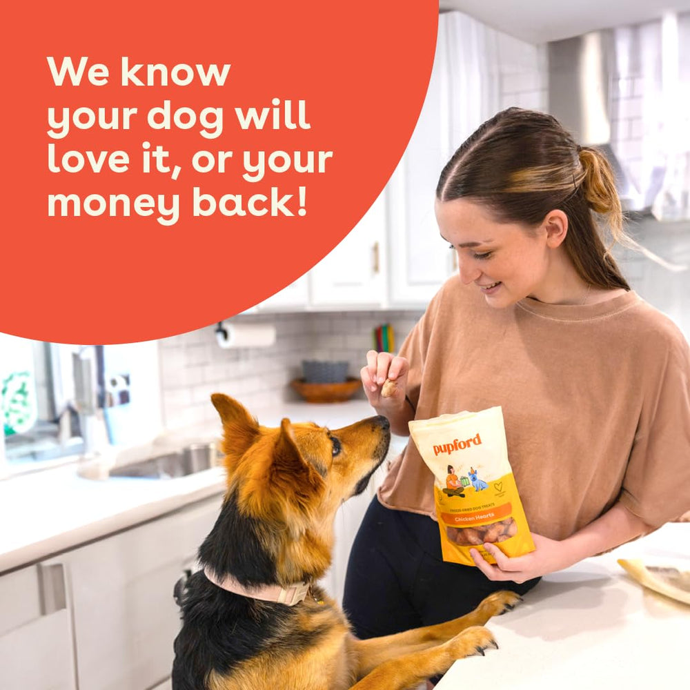 Pupford dog enjoying chicken hearts reward during play.