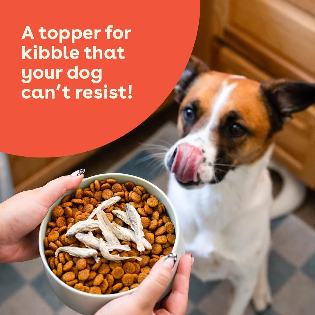 Pupford minnows in dog's mouth, easy-to-break piece for training.