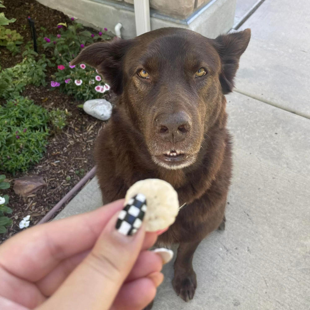 Pupford on-the-go banana-chip treats in hand, mess-free snack during walks.
