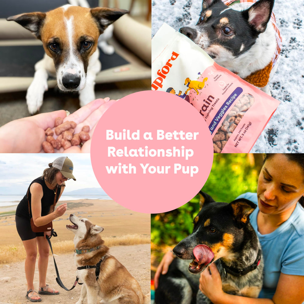 Pupford on-the-go training companion for quick rewards, anytime, anywhere.