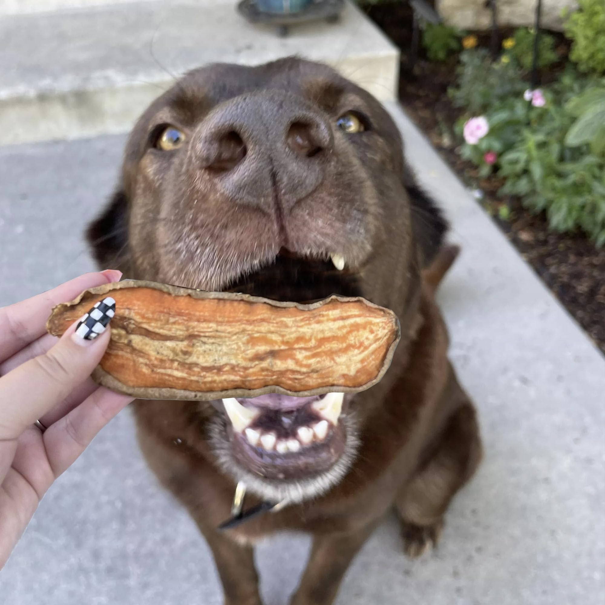 Pupford Open bag and waiting dog, illustrating mess-free rewards.
