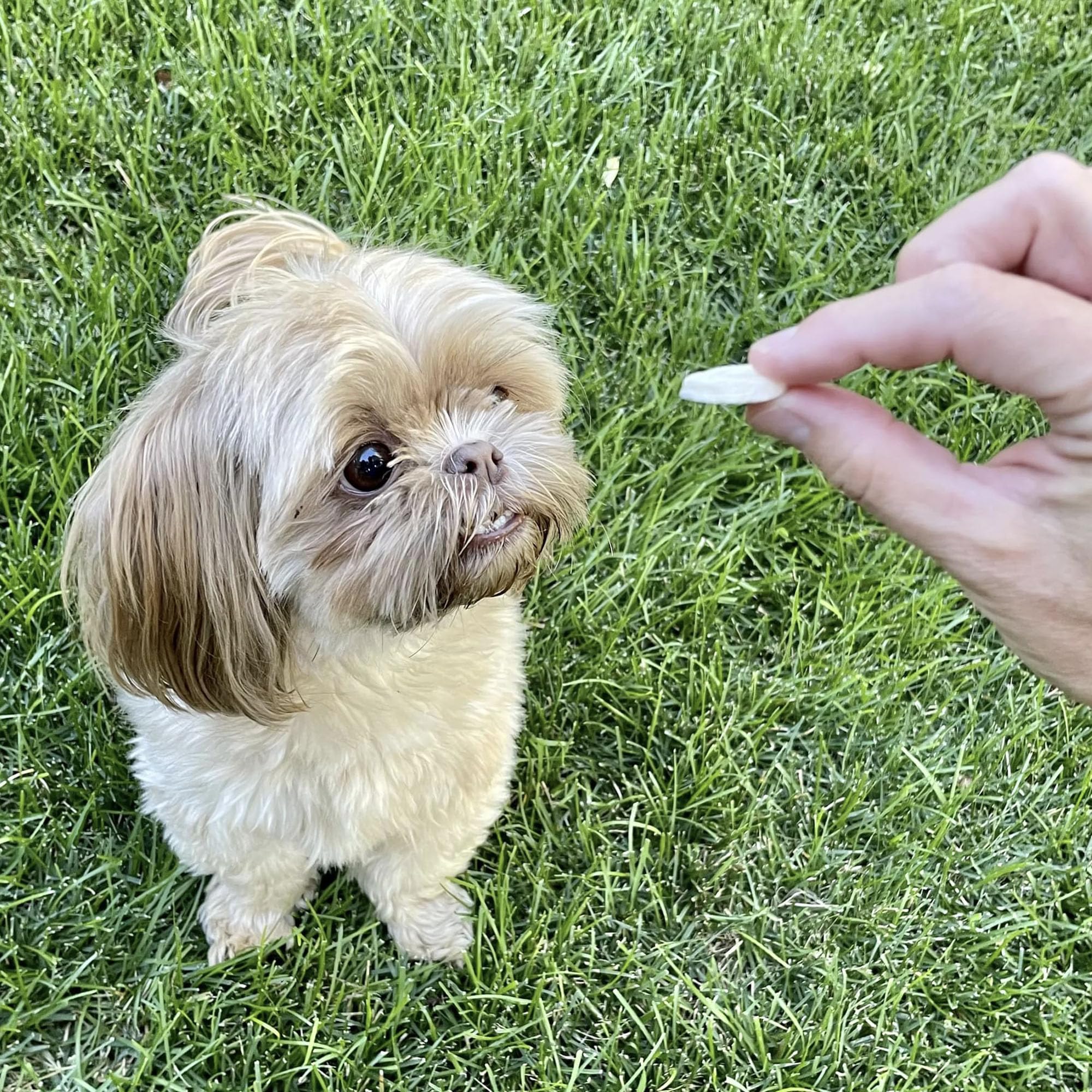 Pupford puppy banana-chip nutrition shot highlighting single-ingredient goodness for growing dogs.