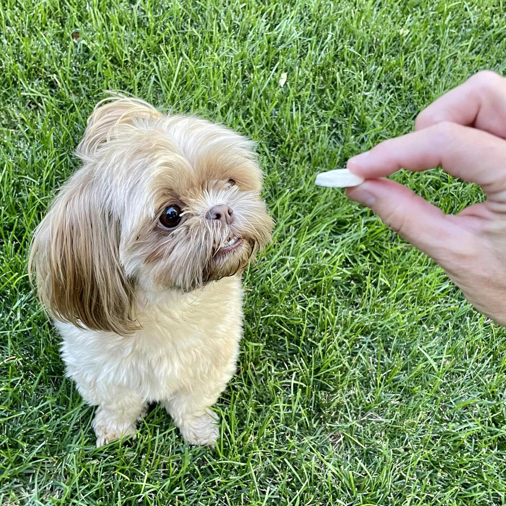Pupford puppy banana-chip nutrition shot highlighting single-ingredient goodness for growing dogs.