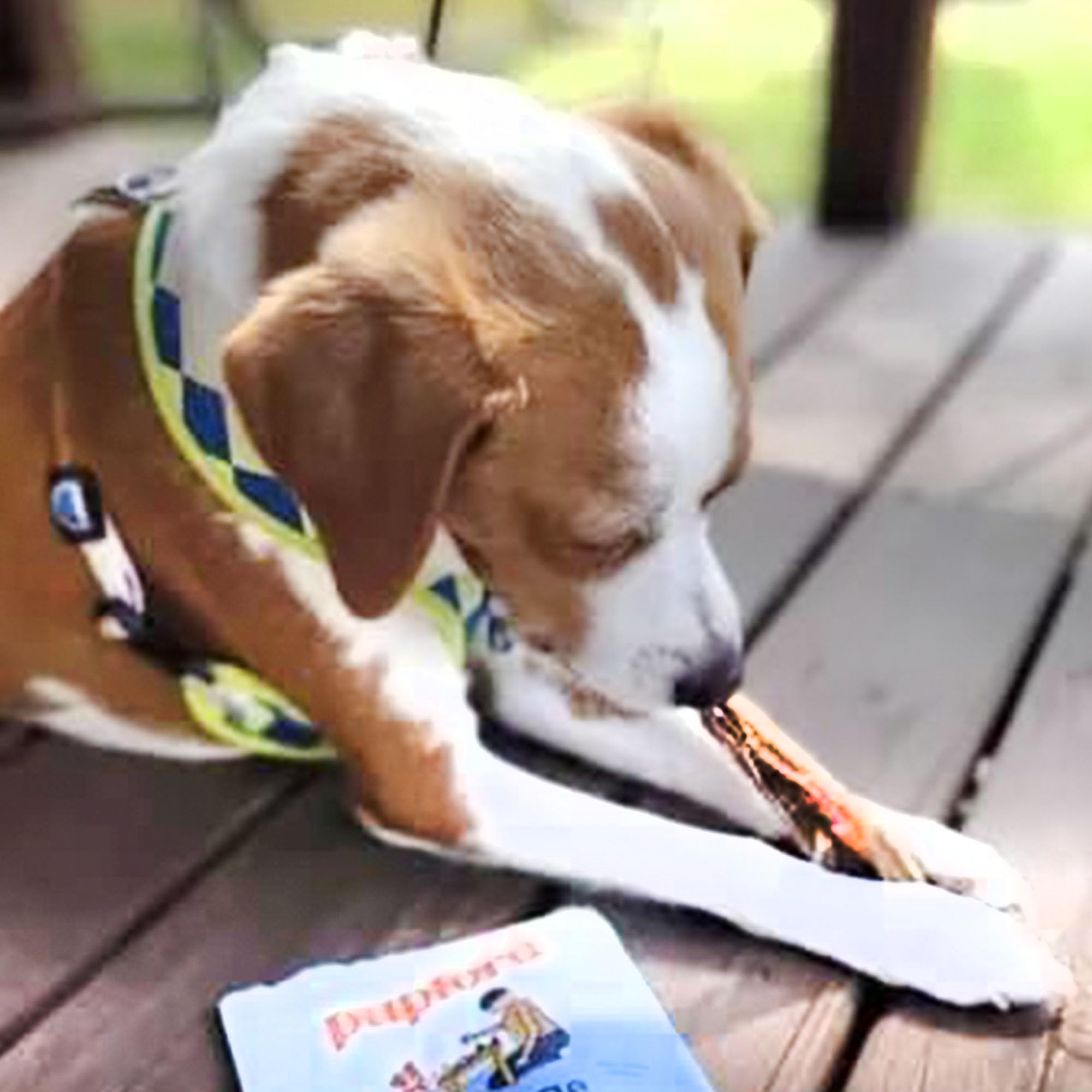 Pupford Thick Beef Tendon Chews teeth-cleaning benefit—scrubs plaque while chewed.