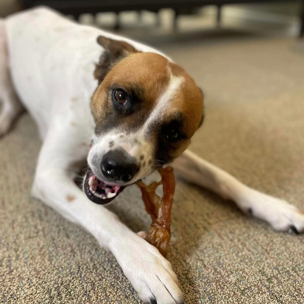 Pupford Thick Beef Tendon Chews teething phase—helps soothe puppies' gums.