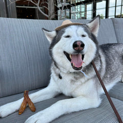 Pupford Turbo Beef Tendon Chews in action reinforces engagement and problem-chewing redirection.