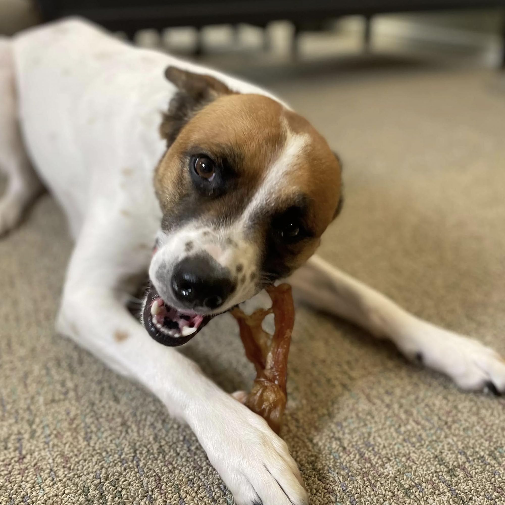 Pupford Turbo Beef Tendon Chews demonstrate long-lasting chewability for extended play sessions.