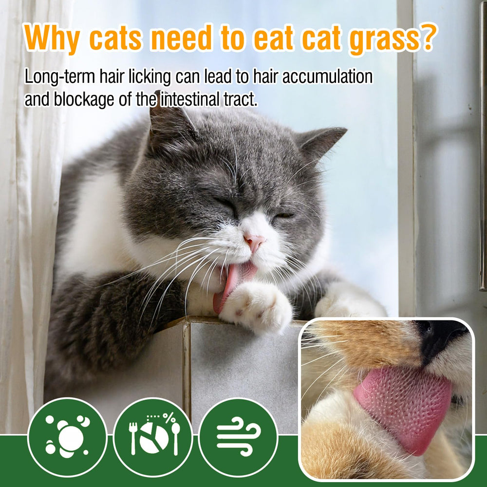 PuPoPan cat grass teething stick hairball aid offers everyday entertainment.