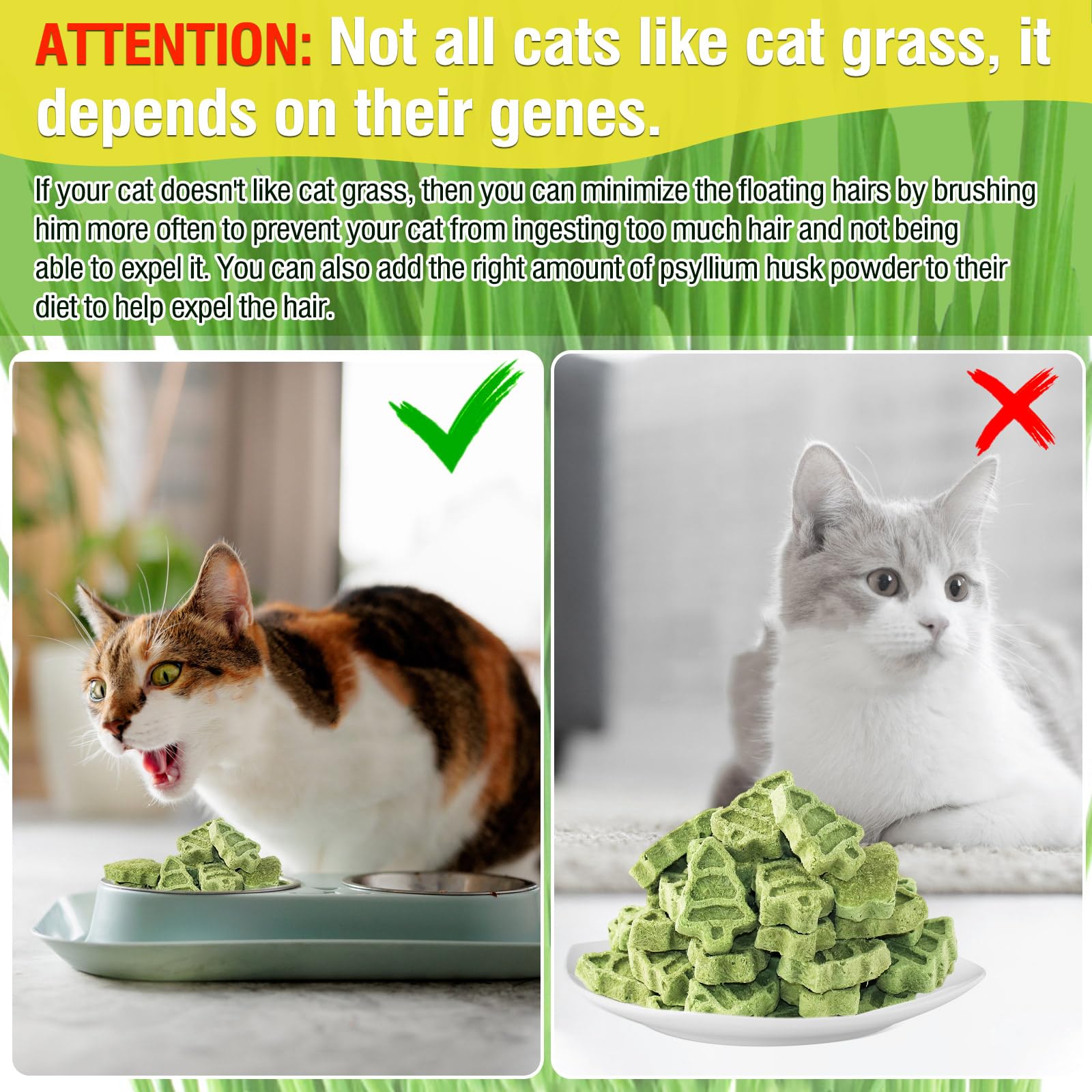 PuPoPan cat grass treat serving shows ready-to-serve daily feeding option.