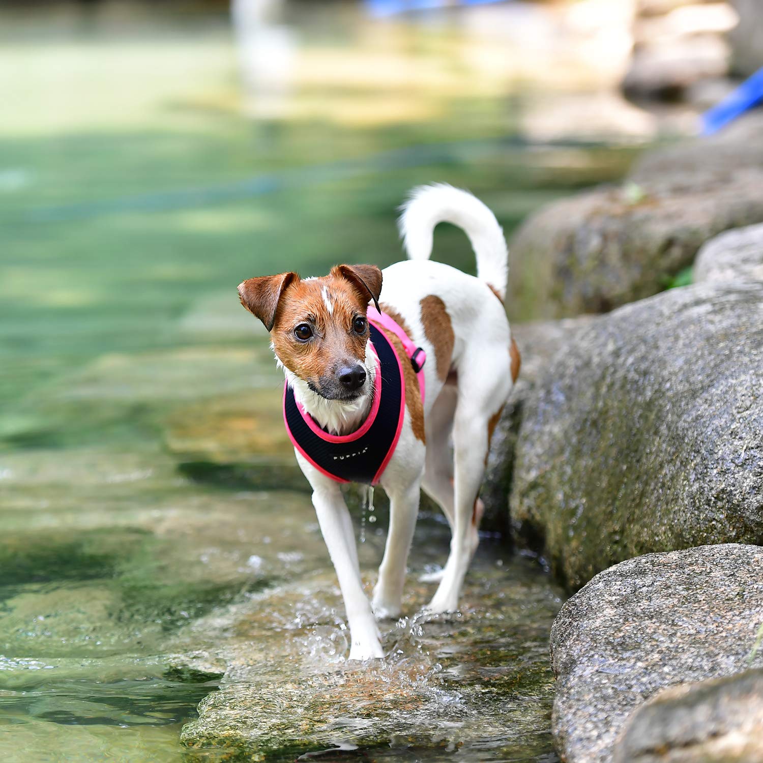 Puppia Soft Harness II Navy M embroidered label detail for premium look