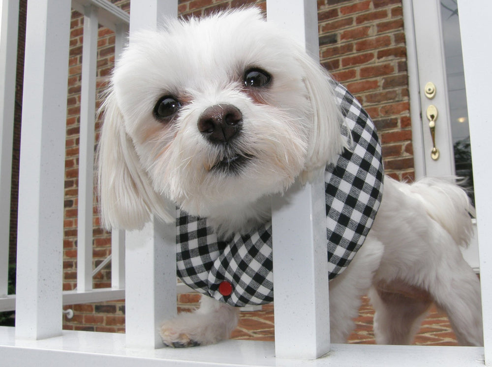 Puppy Bumpers black and white check up to 10 inches keeps small dogs safe near fences.