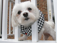 Puppy Bumpers black and white check up to 10 inches keeps small dogs safe near fences.