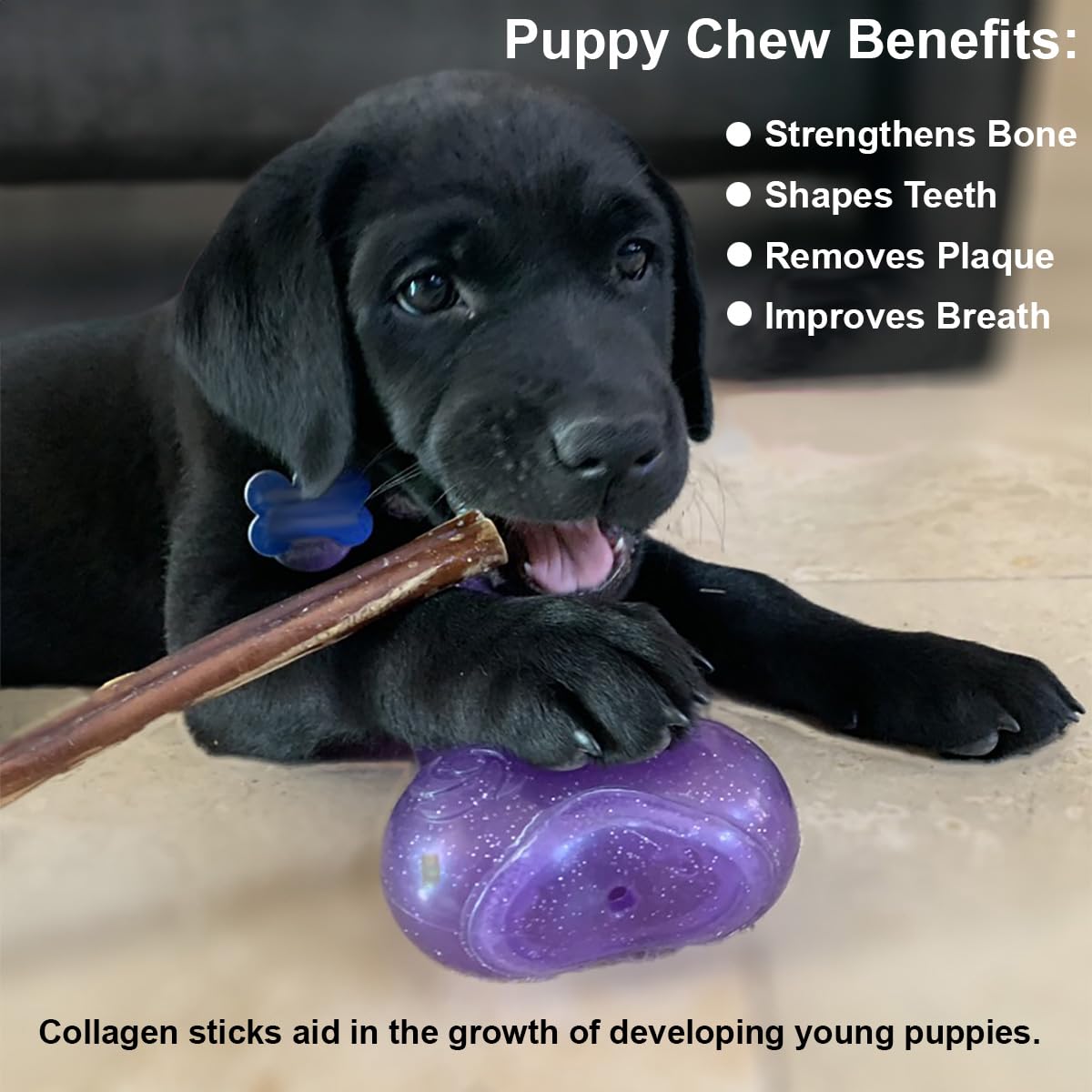 Puppy In Training teething chew scene illustrating a safe teething solution
