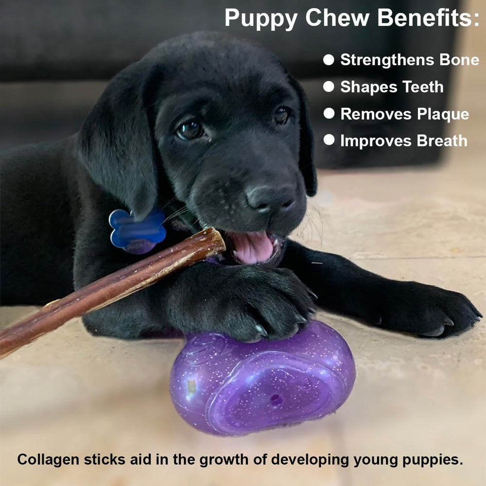 Puppy In Training teething chew scene illustrating a safe teething solution