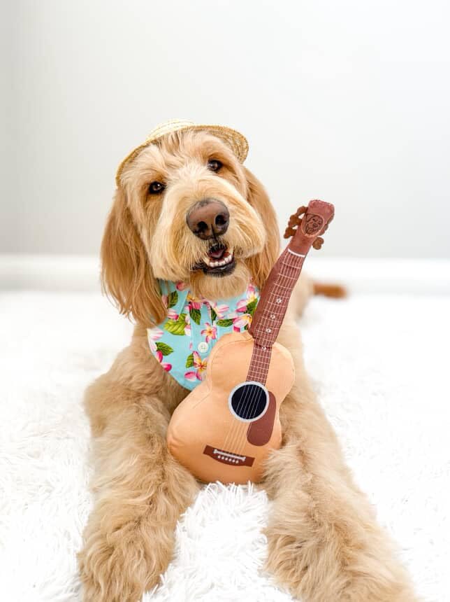 PUPROAR Acoustic Guitar Dog Toy crinkle neck detail for textured tug sessions
