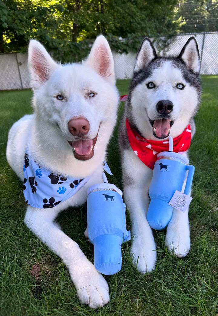 Uso en casa del Pup Cup Tumbler durante juegos y entrenamiento ligero.