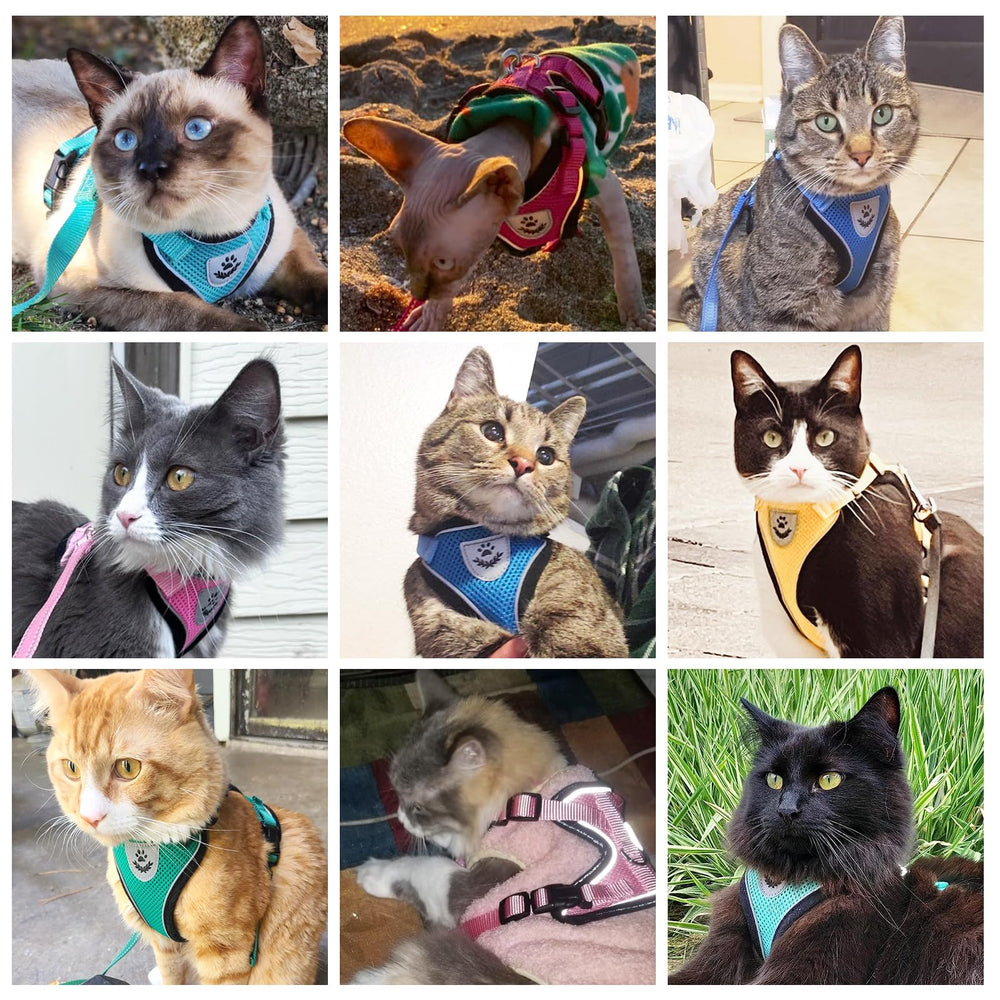 PUPTECK outdoor-walk setup demonstrates safe, enjoyable time with your cat.