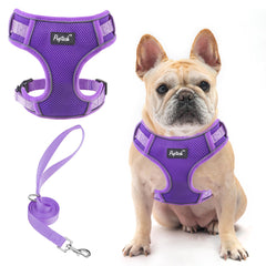 PUPTECK small dog harness demonstrates lightweight daily comfort for walks.