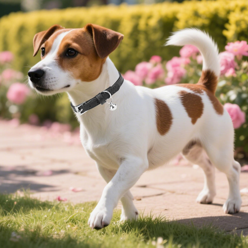 PUPTECK leather collar easy to wipe clean after adventures
