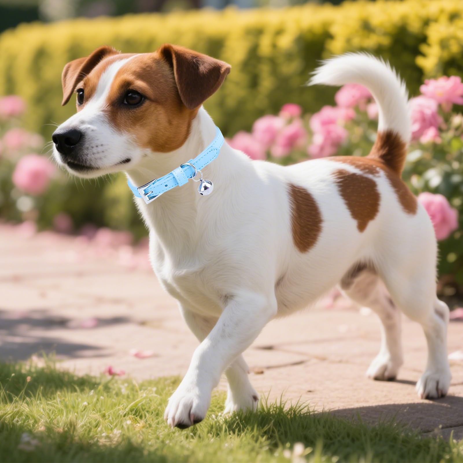 PUPTECK cat walking outdoors wearing a colorful collar