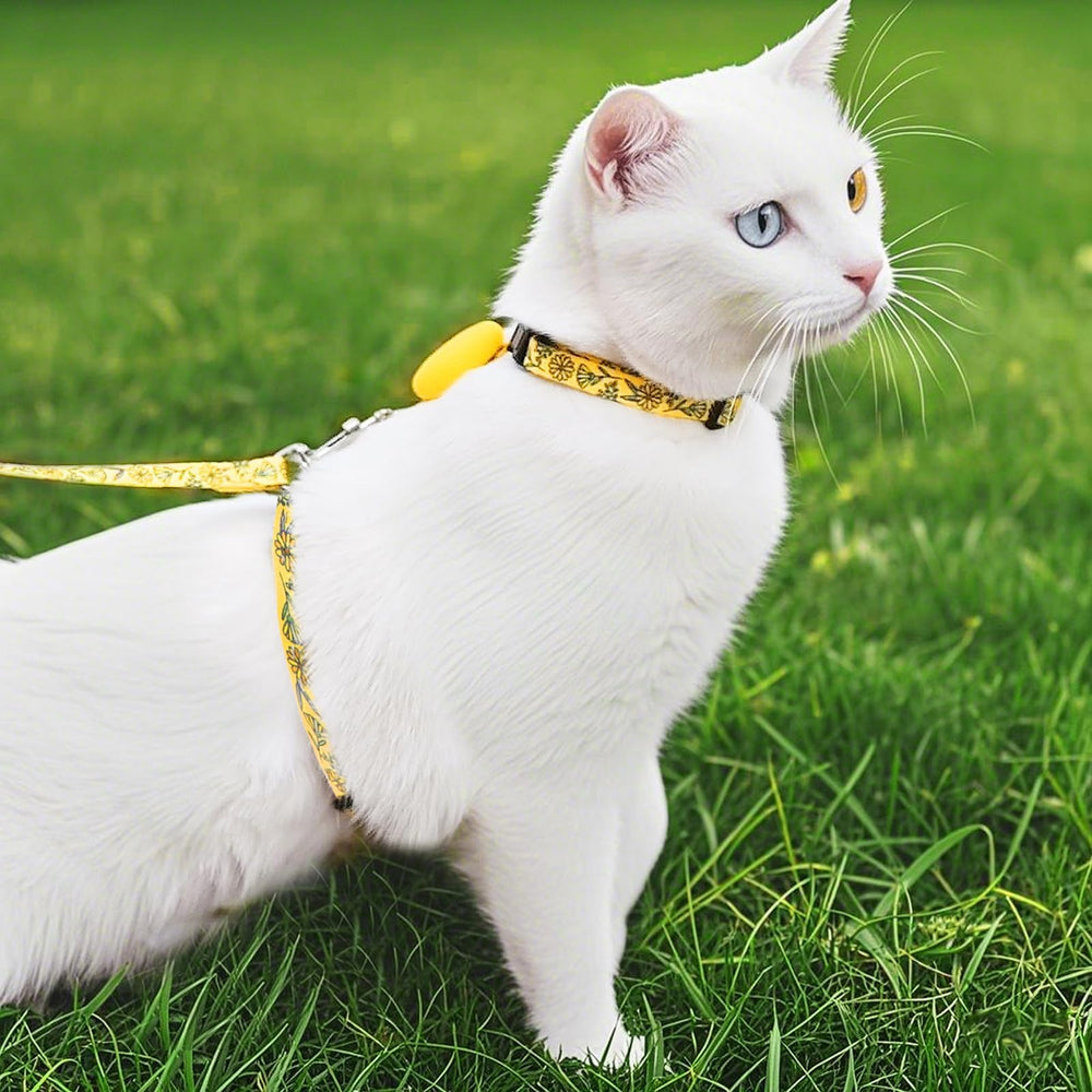 PUPTECK daily-outdoor-walk highlights versatile harness setup for everyday adventures.
