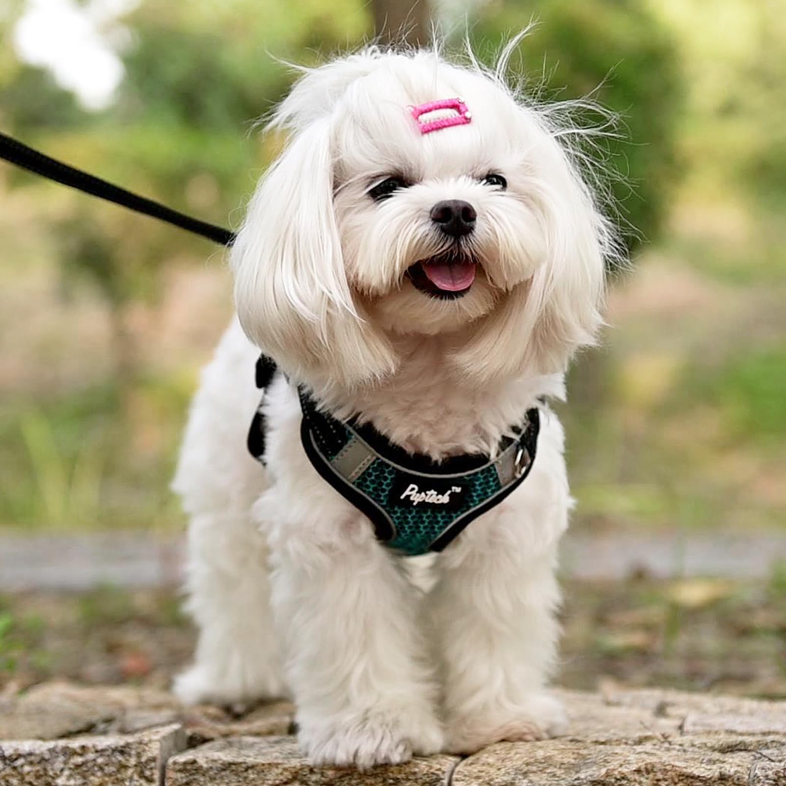 PUPTECK leash connection with secure D-ring ensures durable control