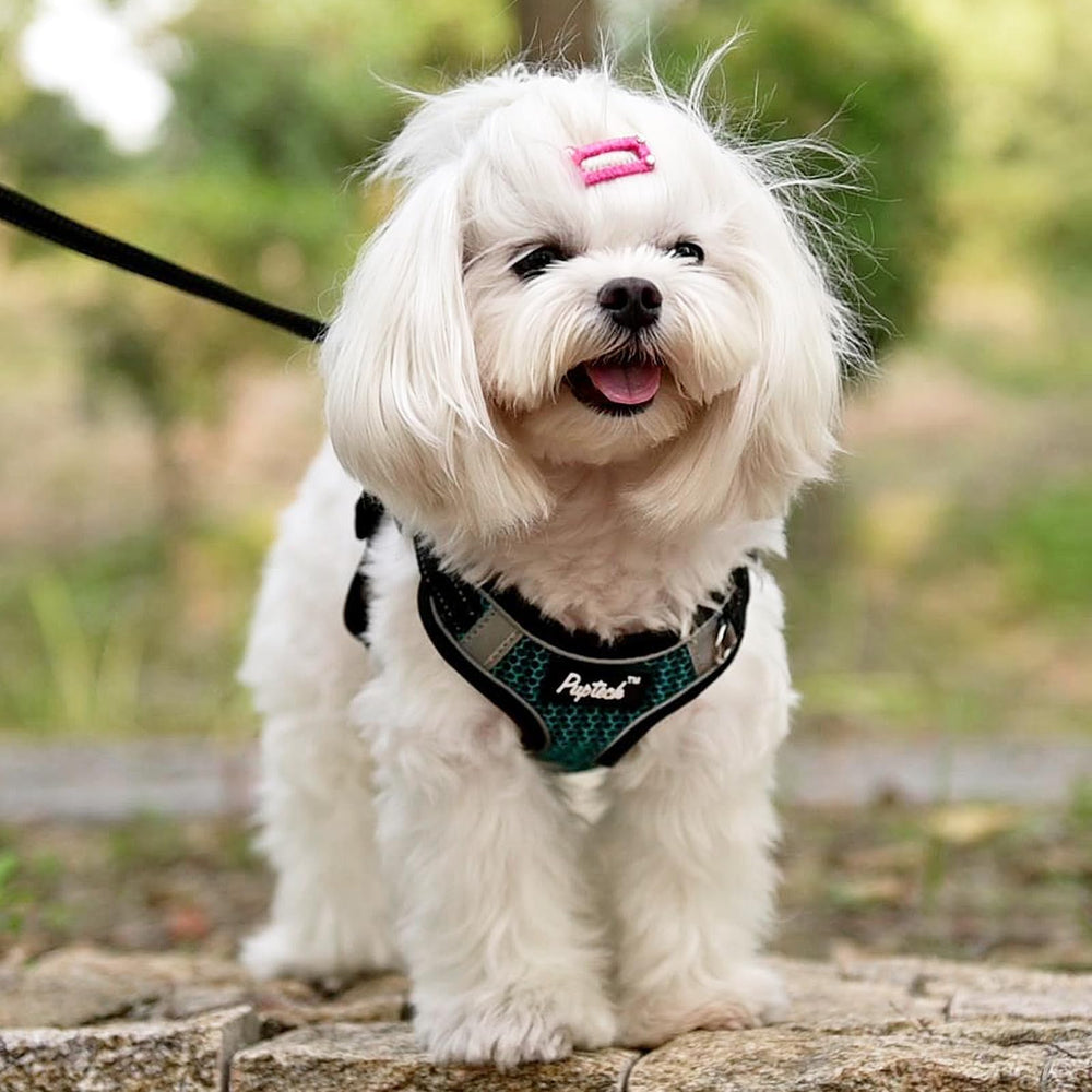 PUPTECK leash connection with secure D-ring ensures durable control