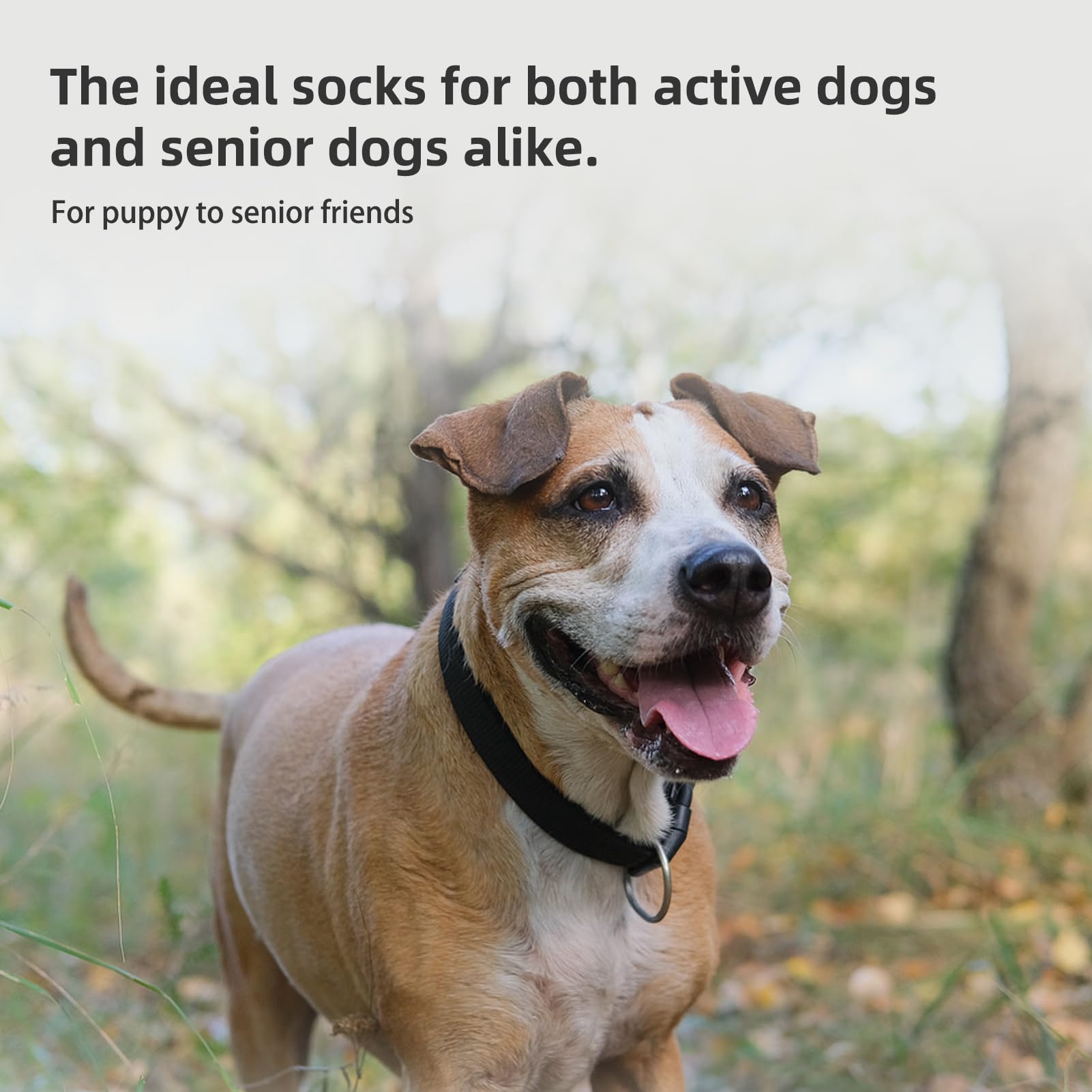 PUPTECK senior dog use indoors for stability and confidence