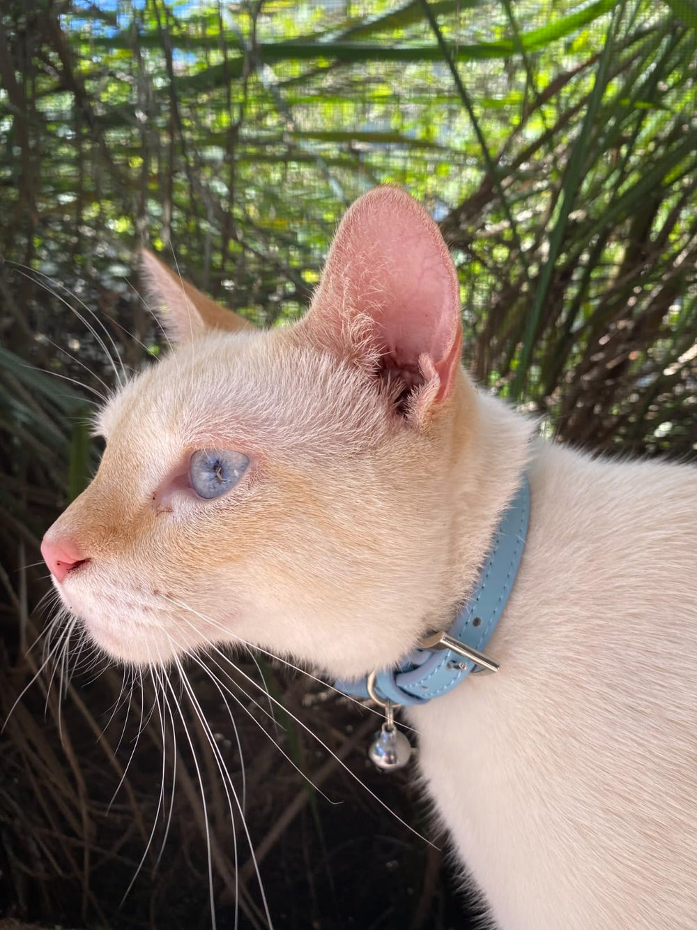 PUPTECK blue leather cat collar close-up showing adjustable fit