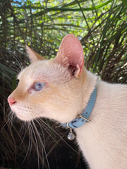 PUPTECK blue leather cat collar close-up showing adjustable fit