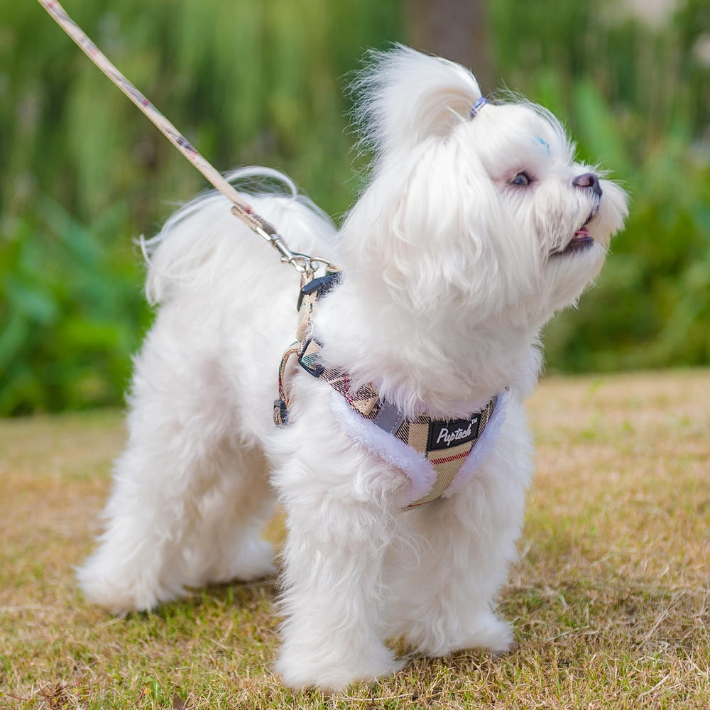 PUPTECK D-ring leash attachment highlights secure attachment.