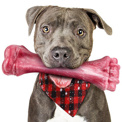 Puptily indestructible dog bone large front view supports stress relief for heavy chewers
