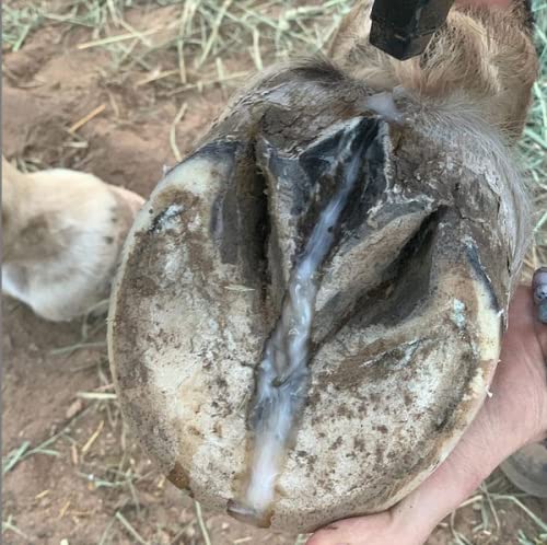 Pure Sole after-treatment hoof shows improved cleanliness.