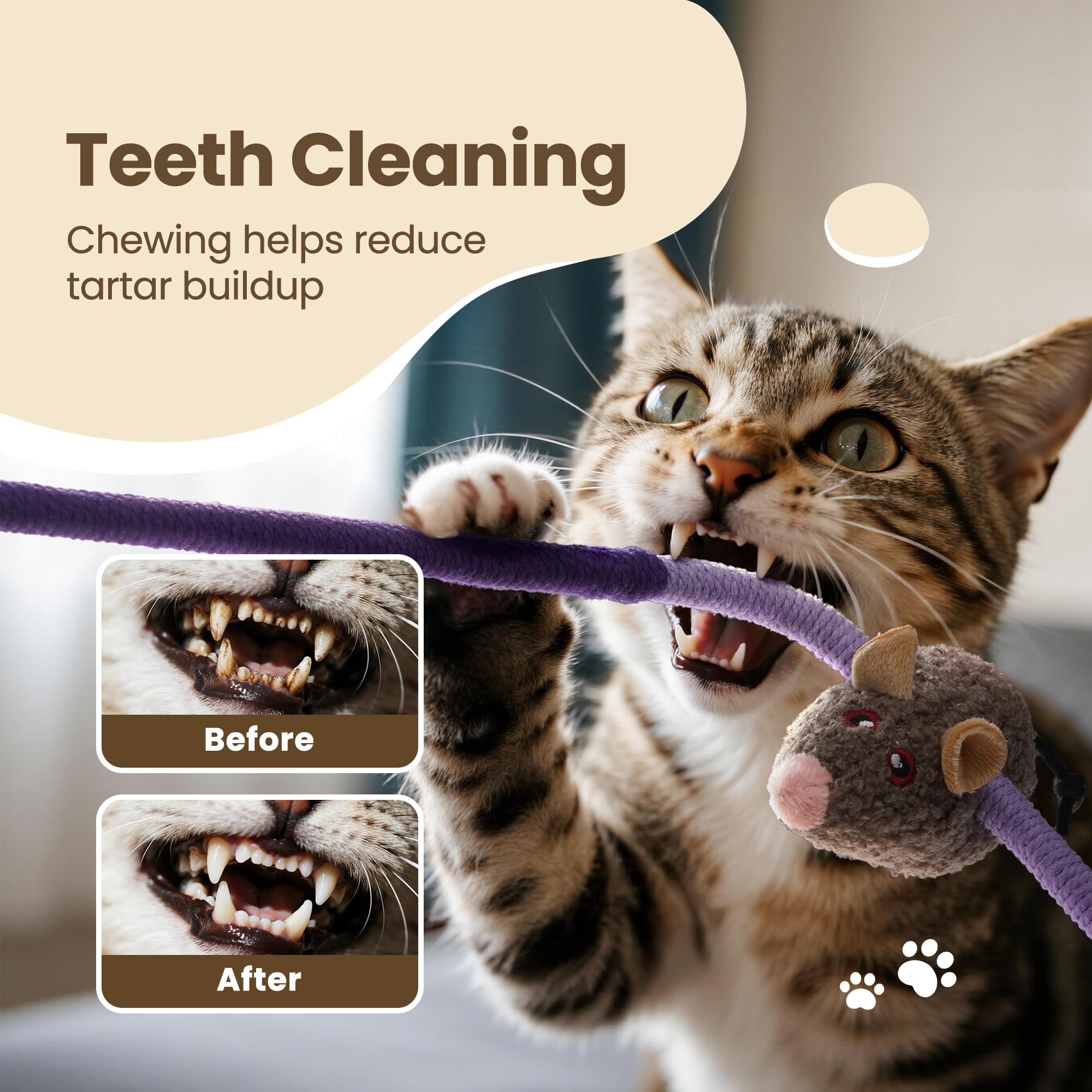 Puretoy indoor cat enrichment scene demonstrates interactive play with multiple textures.