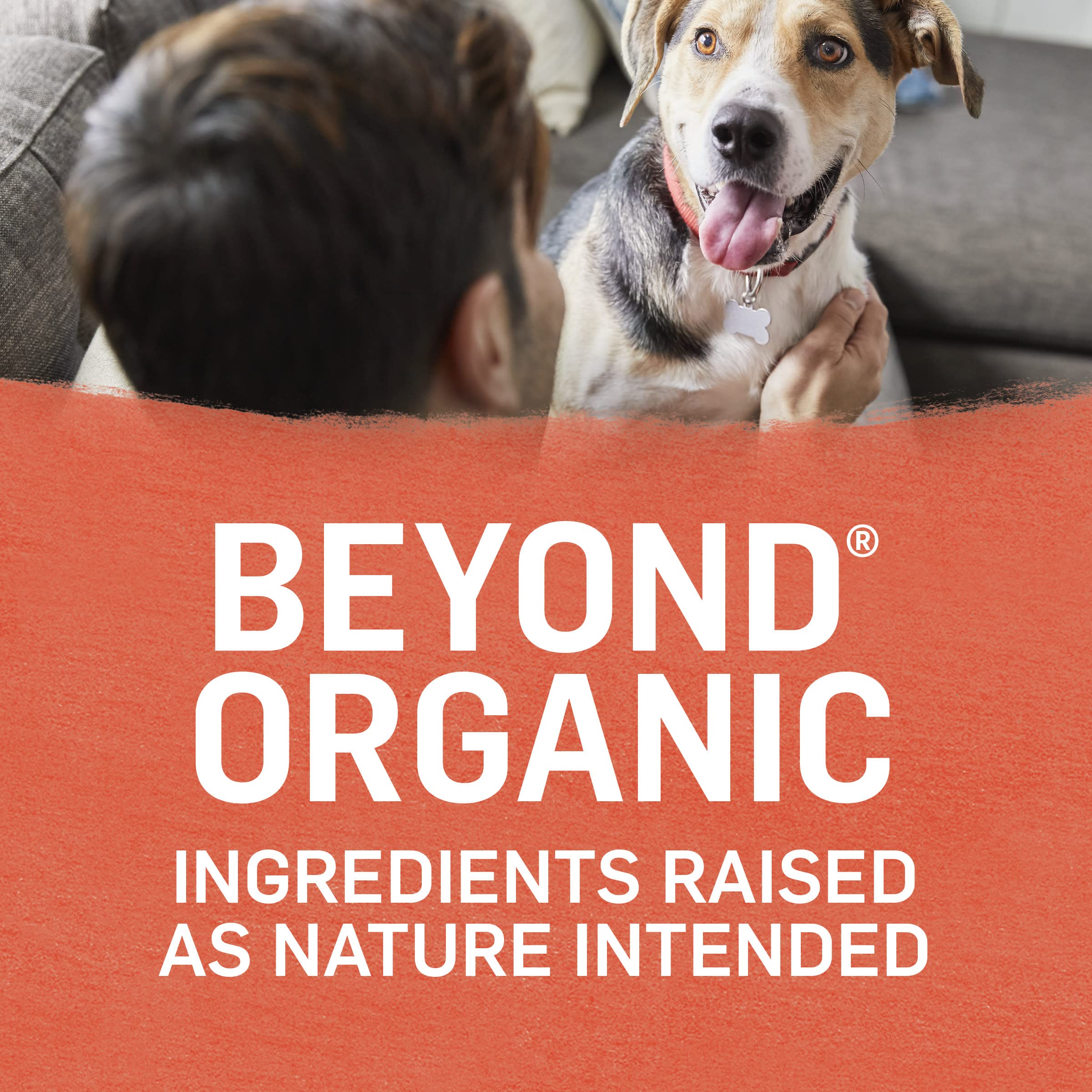 Purina Beyond Organic Wet Dog Food broth closeup emphasizes savory, hydrating meal option.
