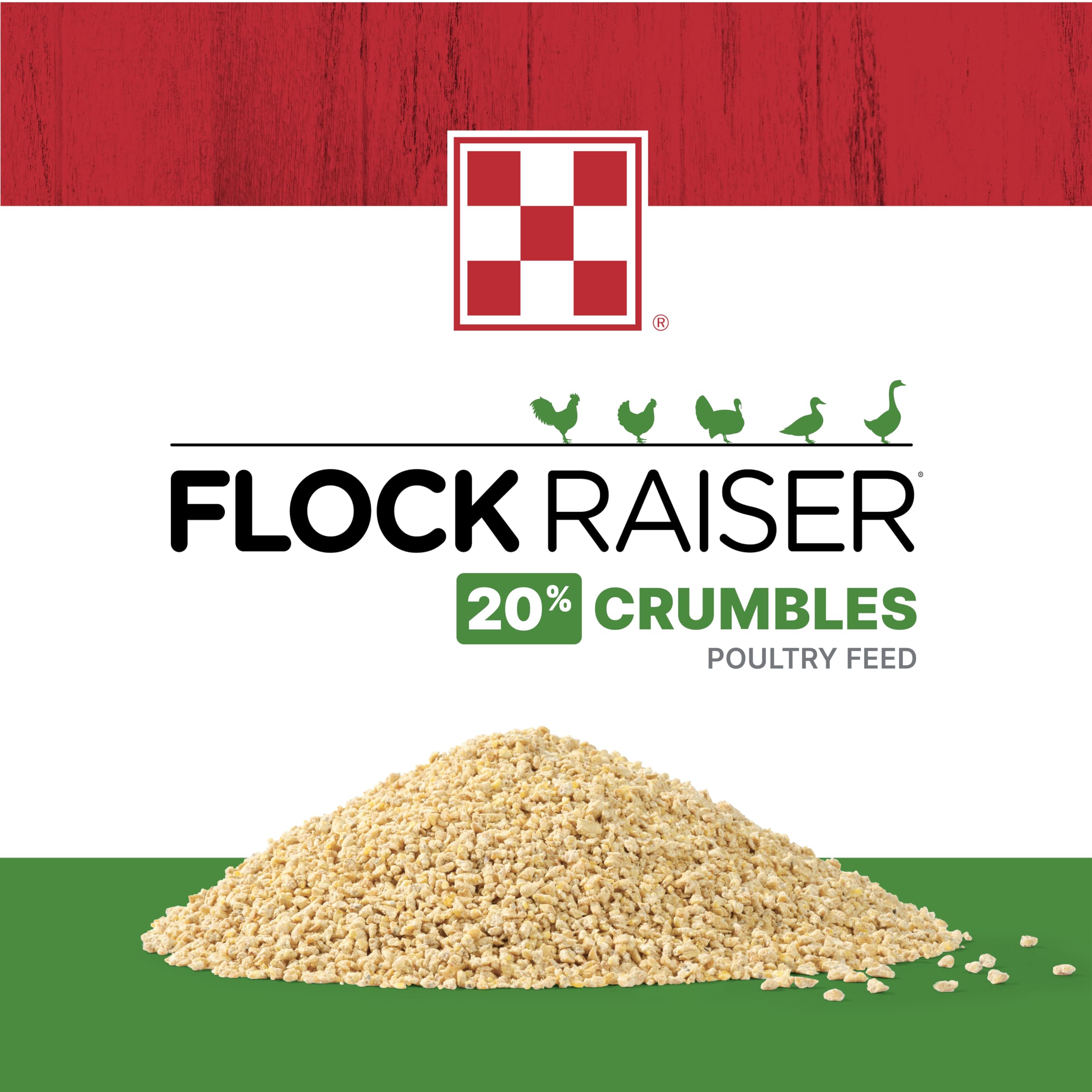 Chicks sample Purina Flock Raiser crumbles during daily feeding