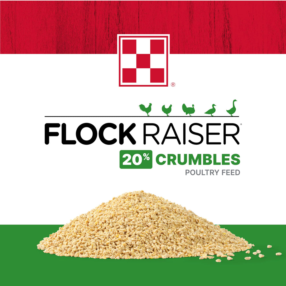Chicks sample Purina Flock Raiser crumbles during daily feeding