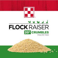 Chicks sample Purina Flock Raiser crumbles during daily feeding