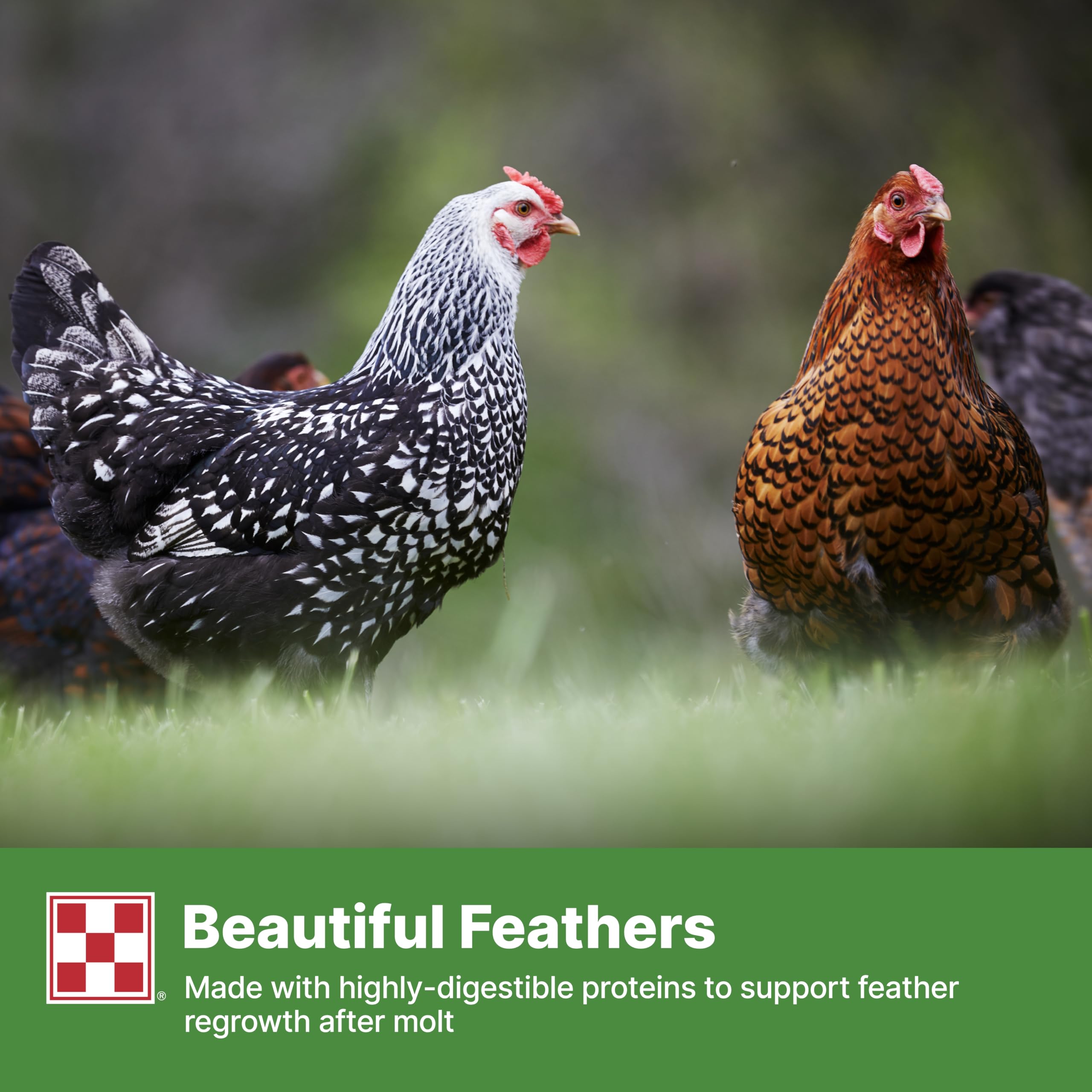 Geese in a flock with Purina Flock Raiser crumbles providing complete nutrition