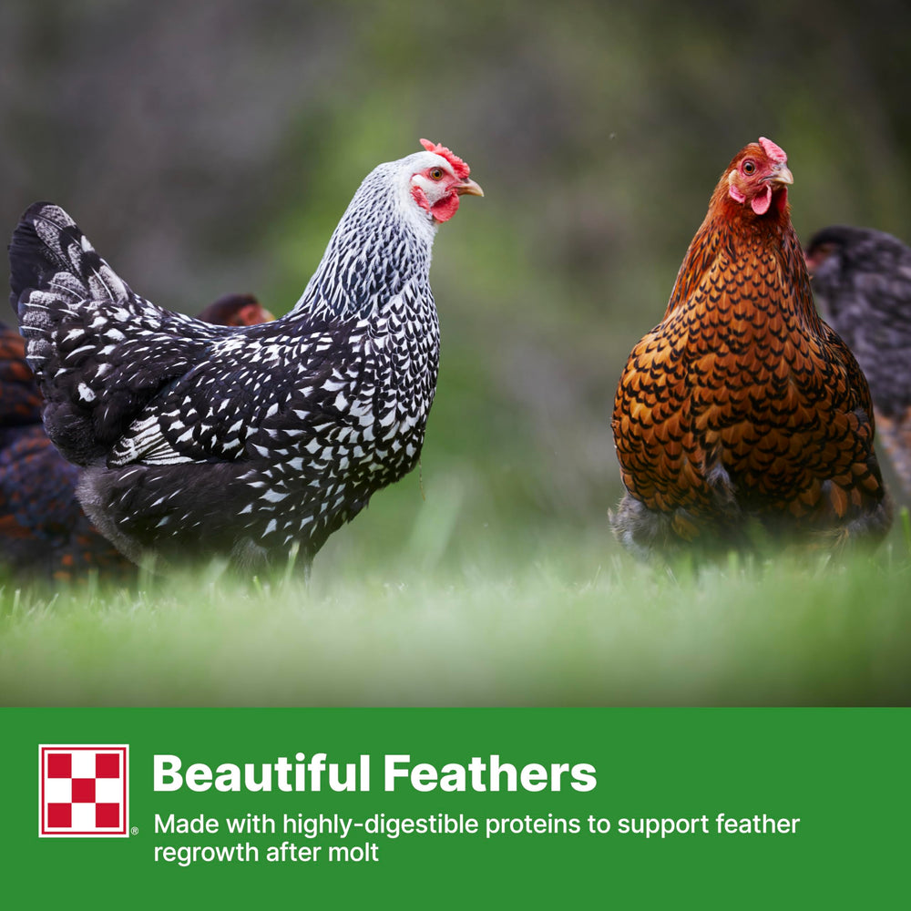 Geese in a flock with Purina Flock Raiser crumbles providing complete nutrition