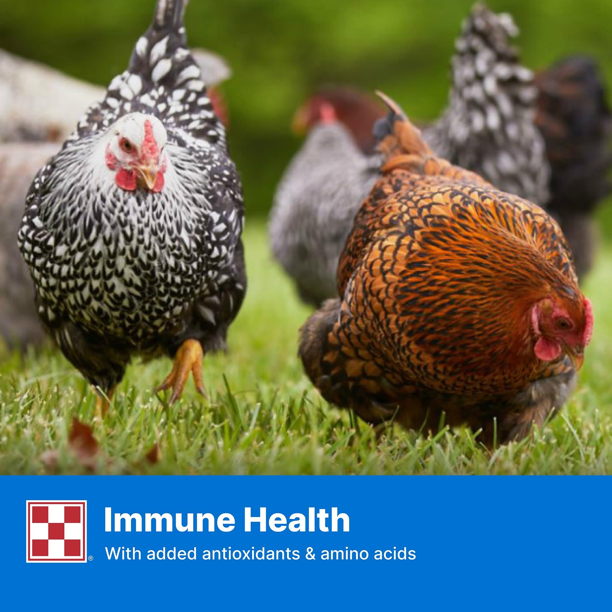 Purina Layena pellets balanced nutrition for laying hens during production.