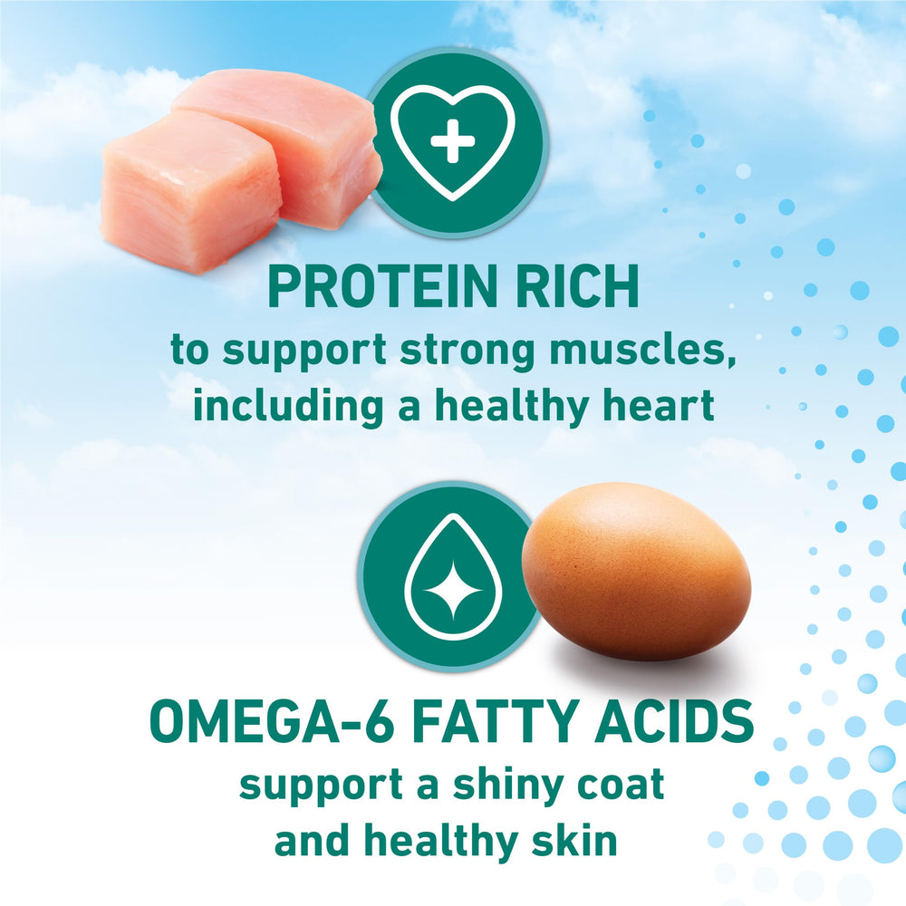 Purina ONE LiveClear cat eating demonstrates a tasty, allergen-reducing formula.