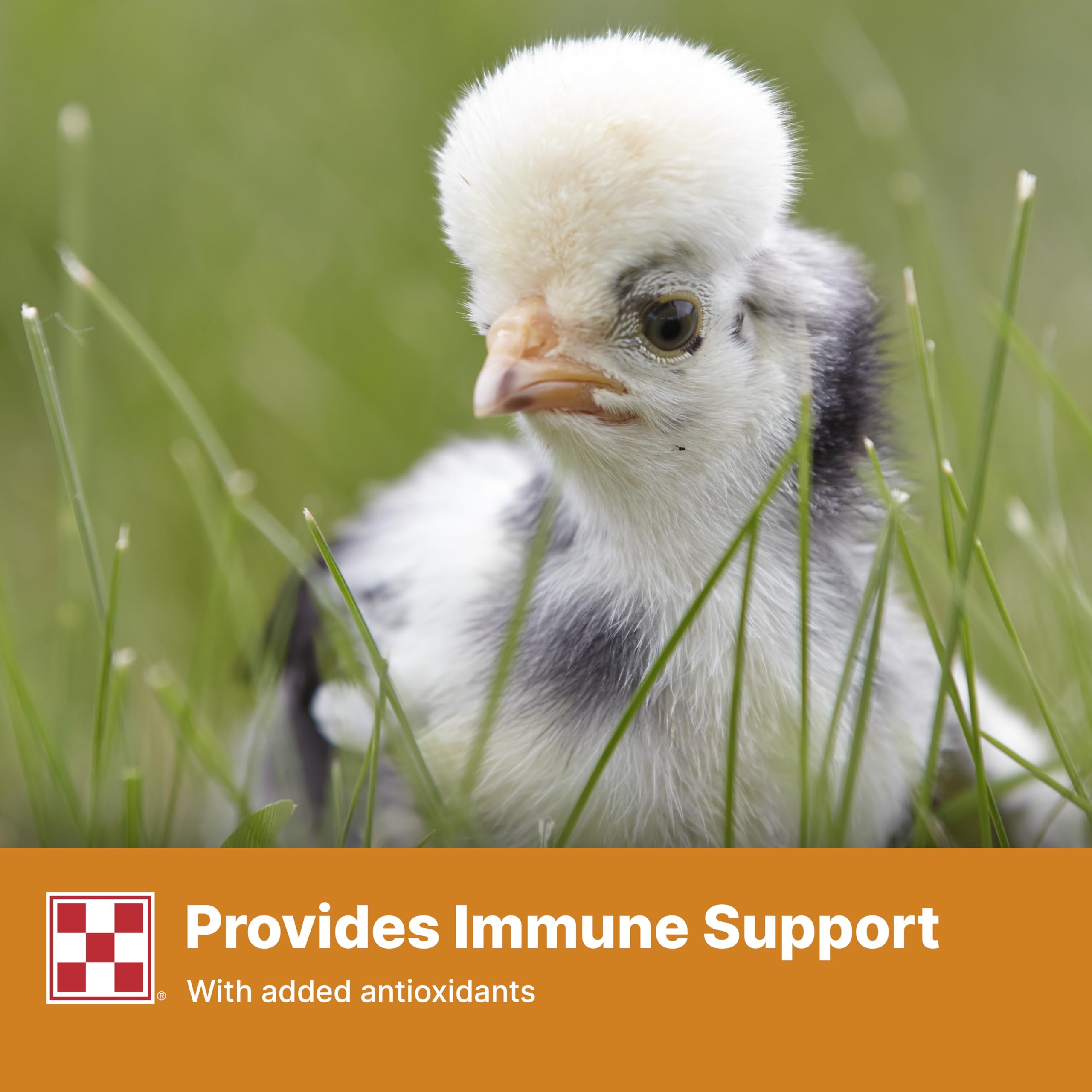 Purina Start and Grow marigold extract color brightens beaks and shanks in young birds