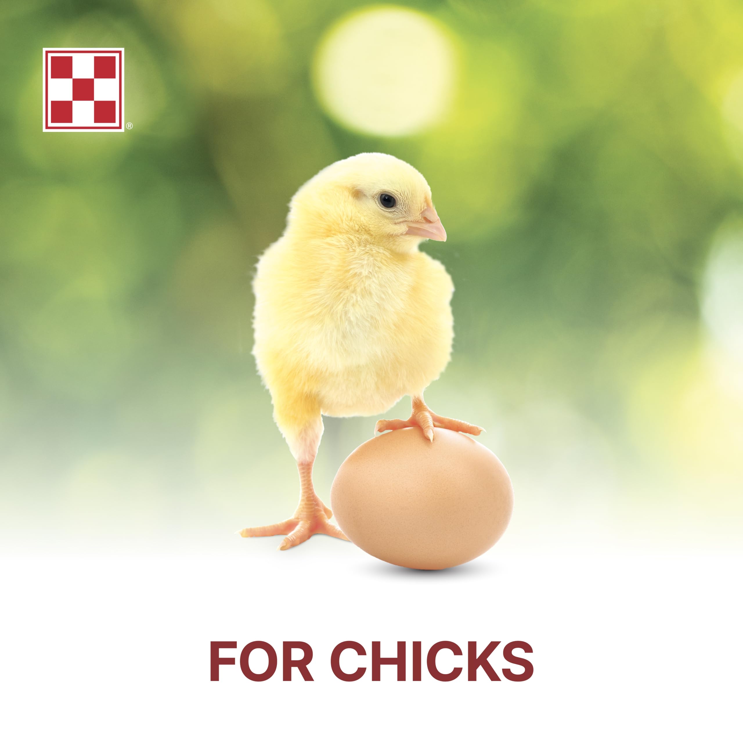 Purina Start & Grow bowl served with ready-to-eat crumbles for chicks
