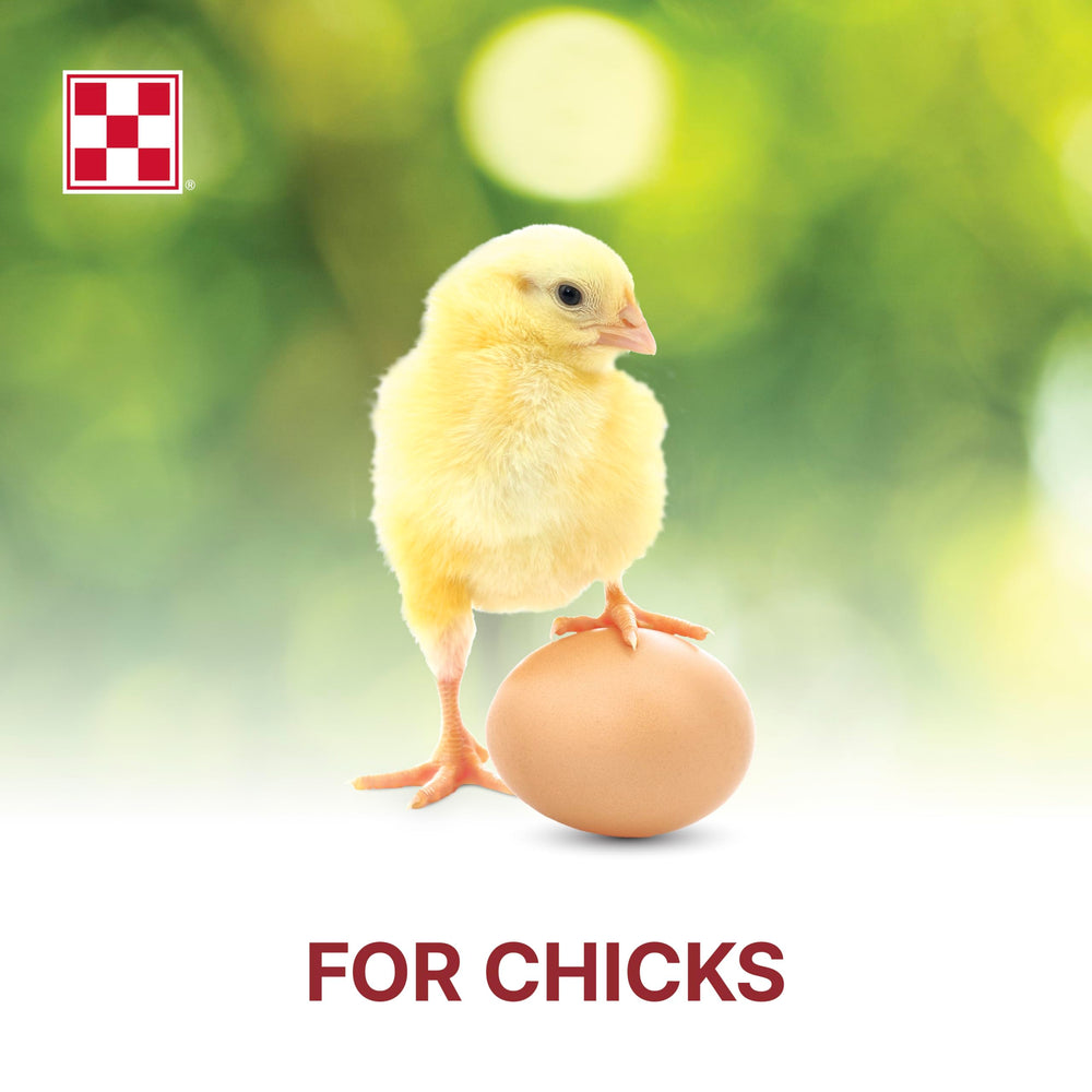 Purina Start & Grow bowl served with ready-to-eat crumbles for chicks