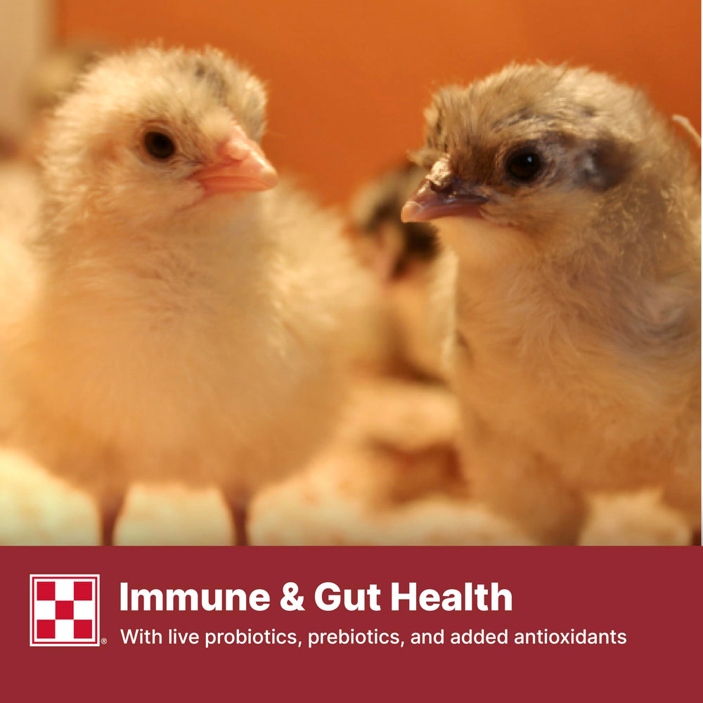 Purina Start & Grow color beaks visual with marigold extract emphasis