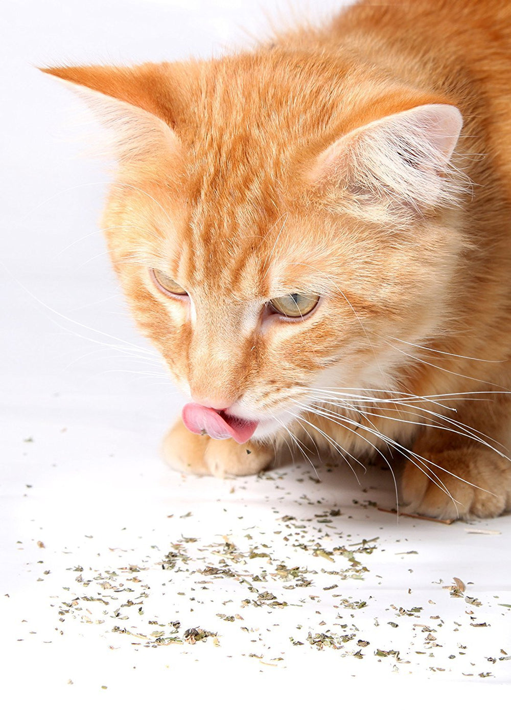 Purple Haze catnip on bed and scratch post—encourages interactive exploration.