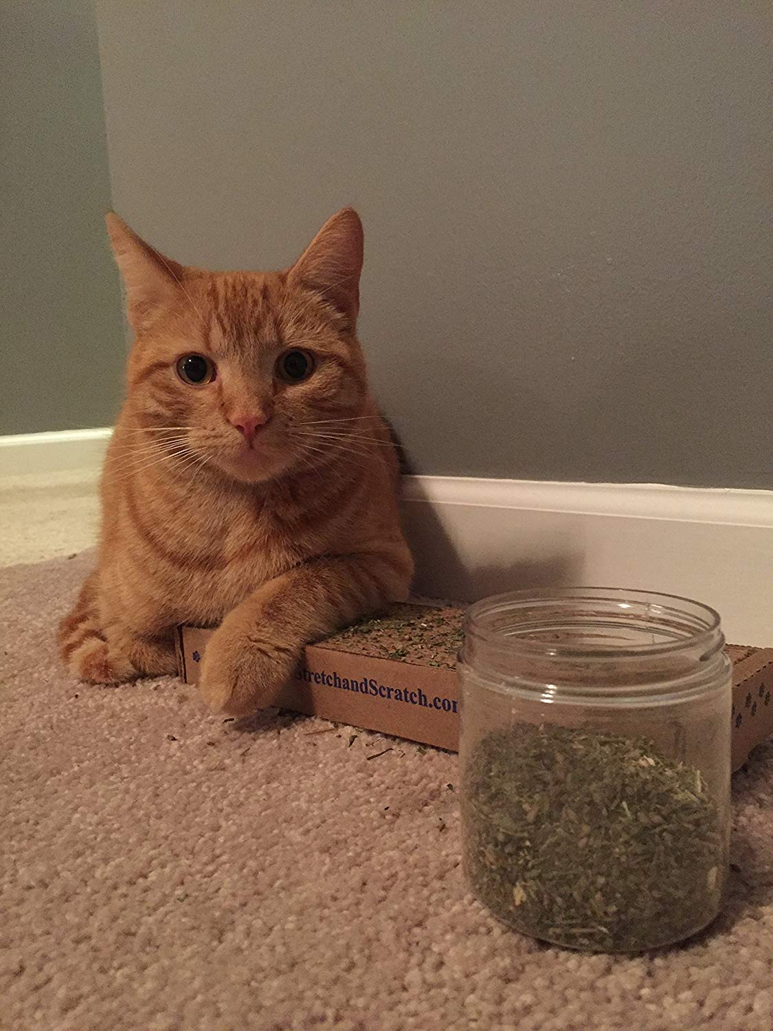 Purple Haze catnip contents settle—naturally preserved freshness.