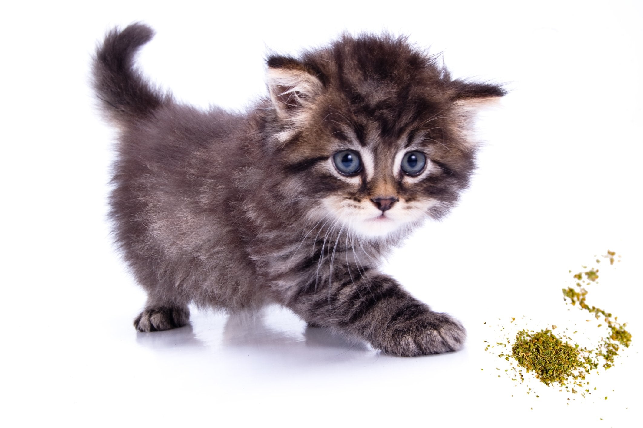 Purple Haze catnip fresh harvest—peak-season quality for vibrant aroma.
