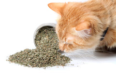 Purple Haze catnip jar label—premium packaging signaling quality and safety.